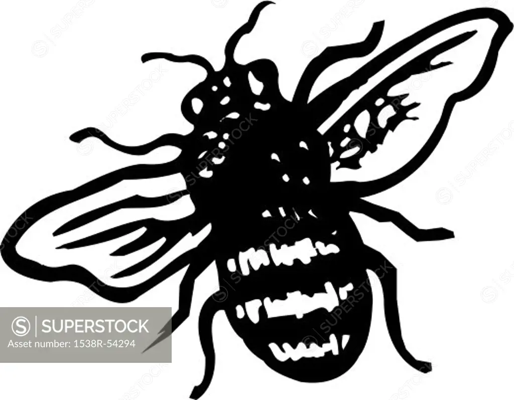 A black and white illustration of a bee