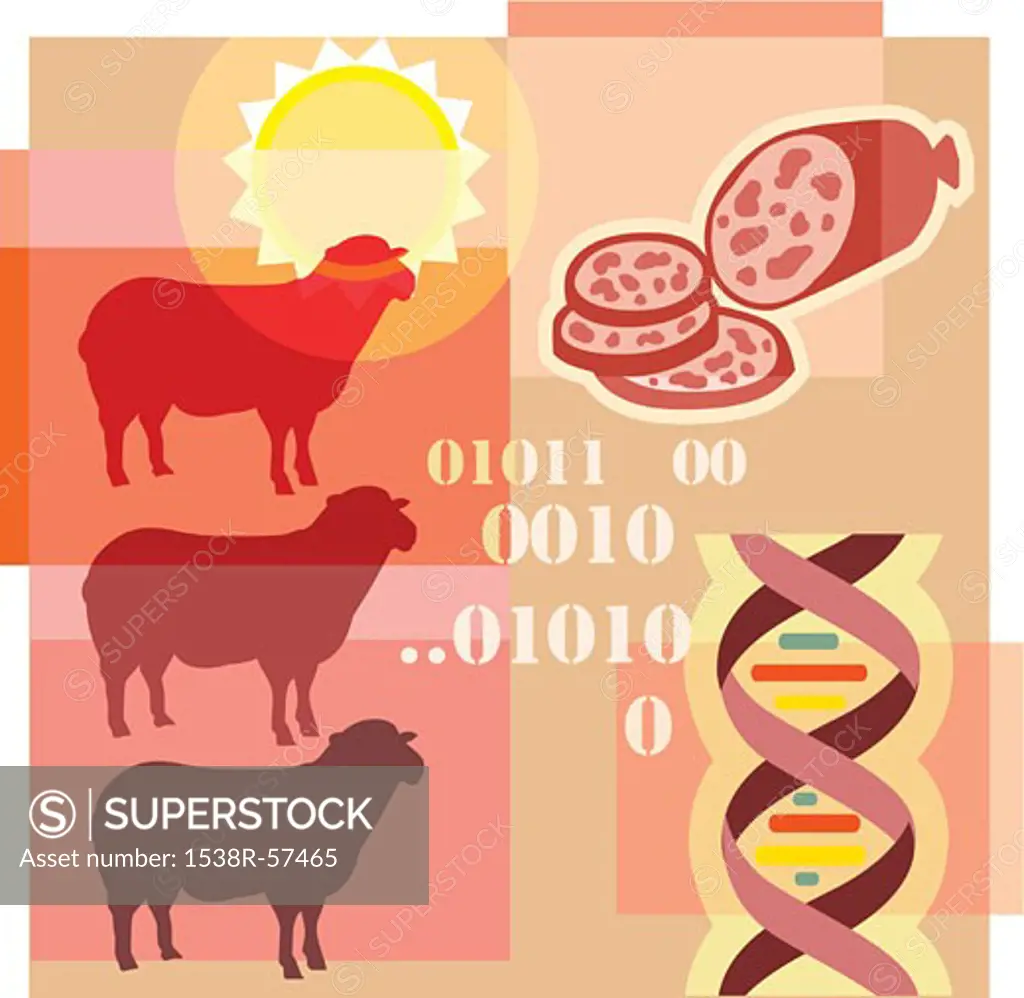 Montage illustration about cloning containing sheep, binary code, DNA and genetically modified meat products