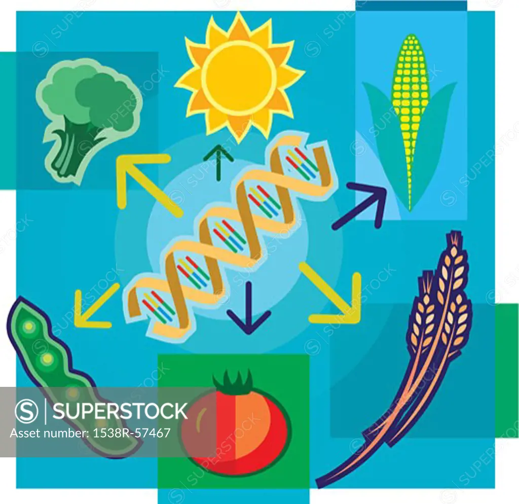 Montage illustration about genetically modified food containing DNA, sun, vegetables and wheat