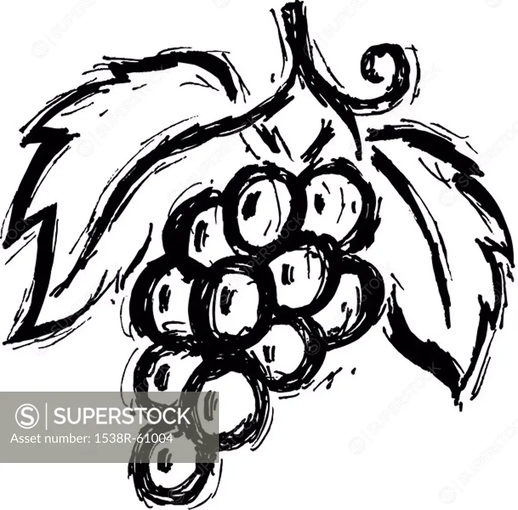 A black and white drawing of a bunch of grapes