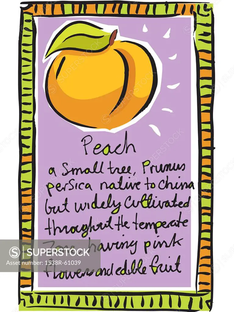 A drawing of a sign with the definition of a peach