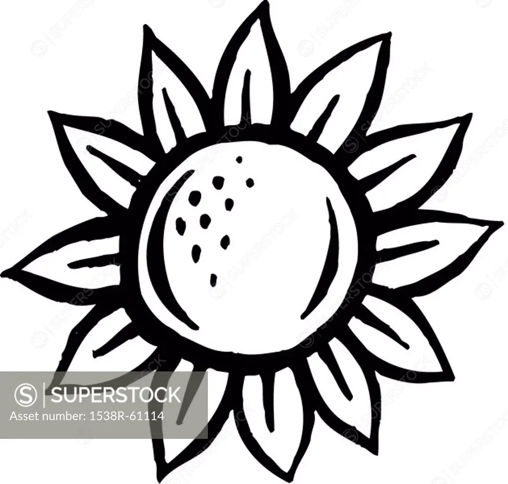 A black and white picture of a sunflower