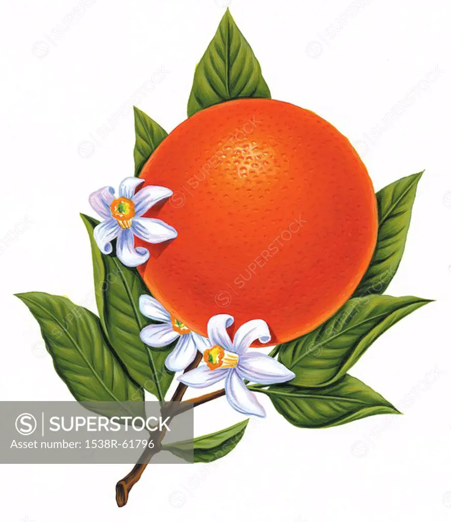 Illustration of an orange on the vine