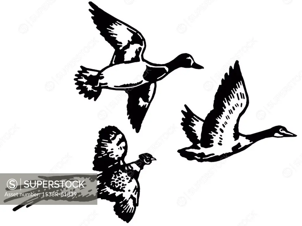 A black and white version of three different breeds of duck flying