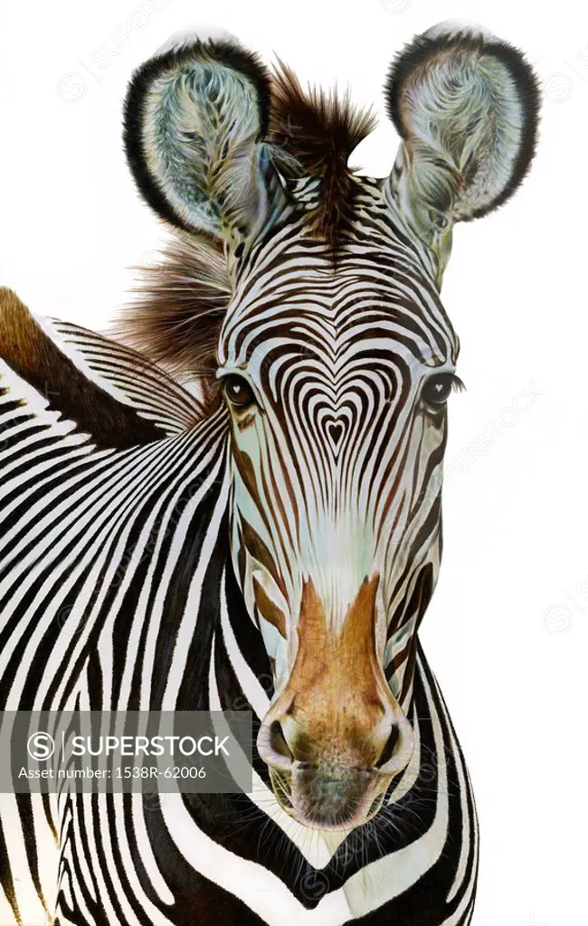 Heart shape pattern on zebras head