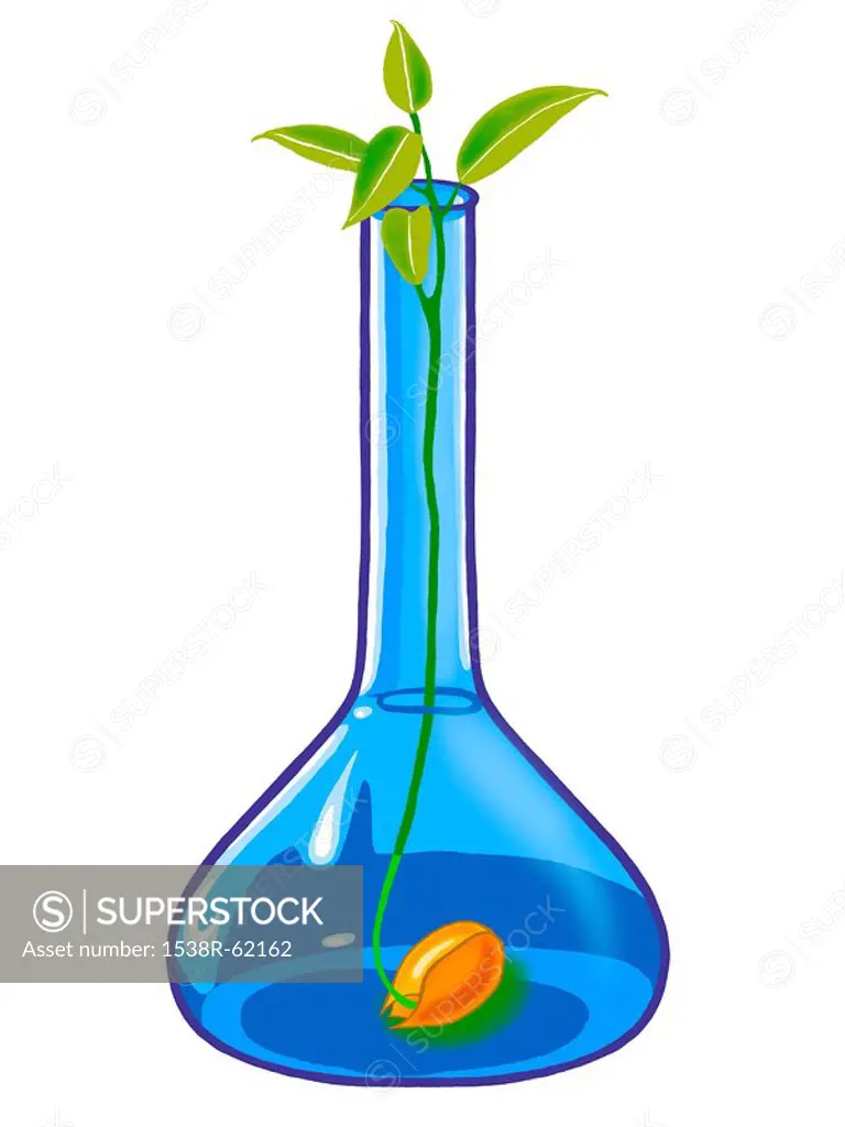 A plant growing in a science flask