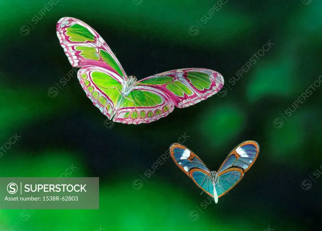 Two butterflies with heart shaped wings