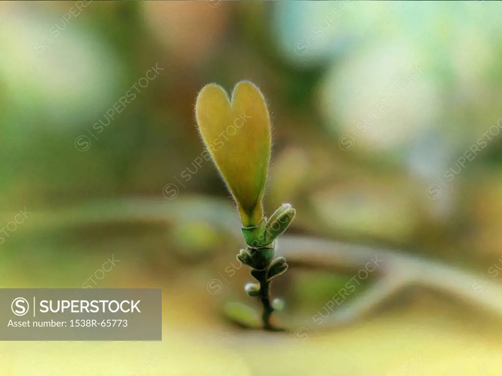 Close_up of heart shaped leaf