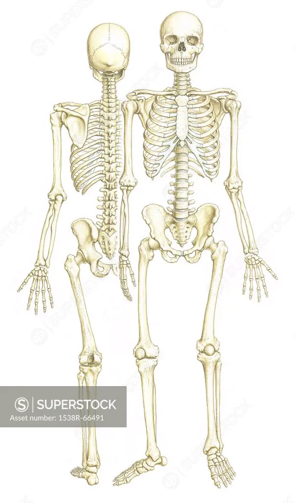 A front and back view of a skeleton
