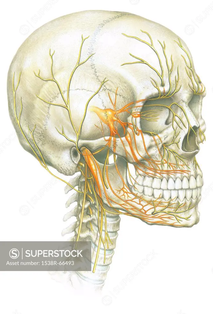 An illustration of human skull and nerve system