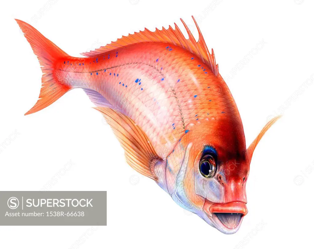 A Red Sea_bream