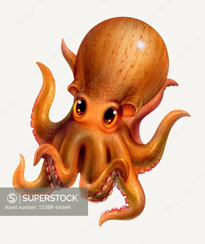 An Octopus