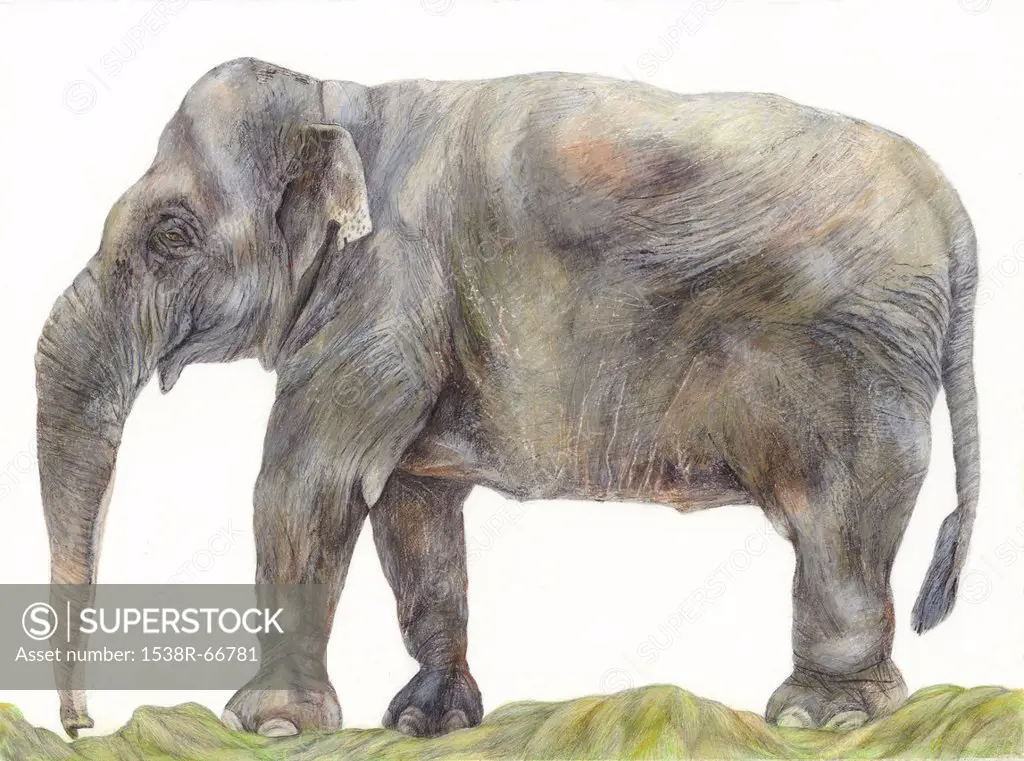 An illustration of an Elephant