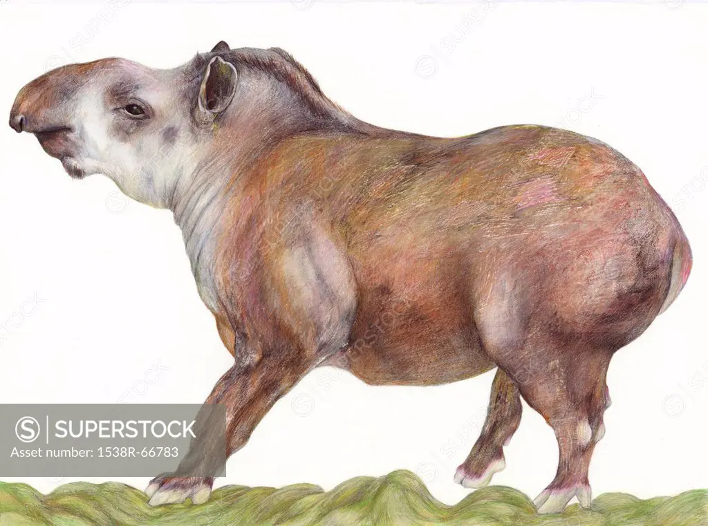 An illustration of a Tapir