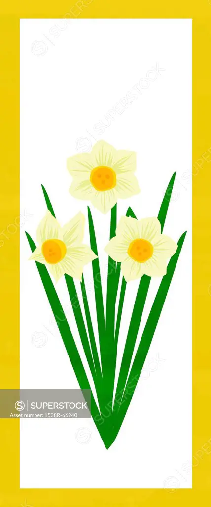 Illustration of three daffodils
