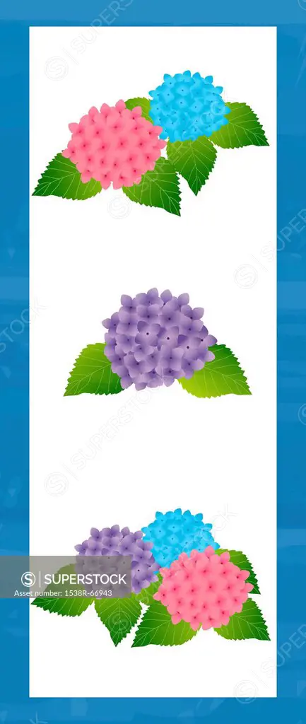 Illustration of three Hydrangea plants
