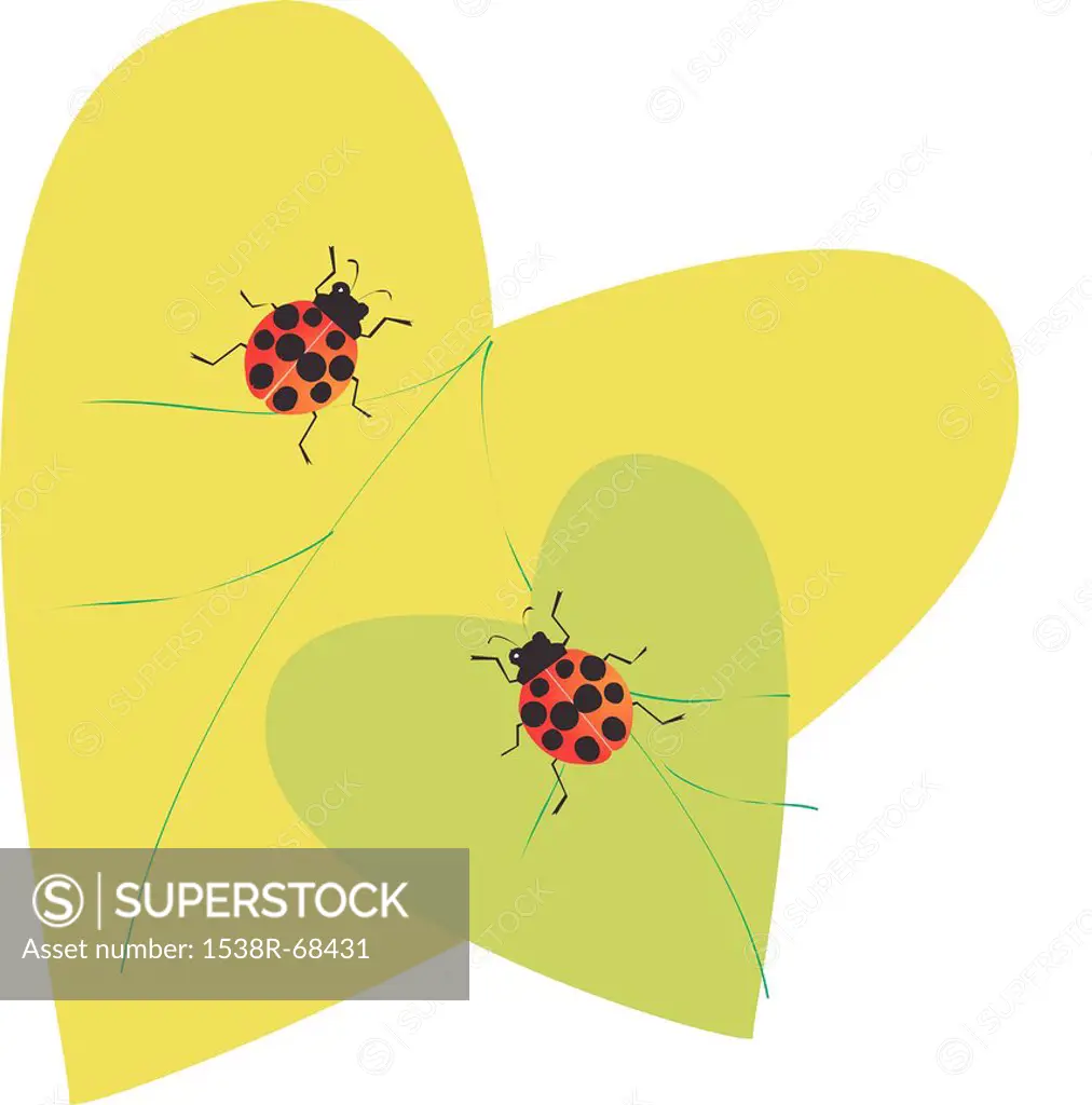 ladybugs on leaves
