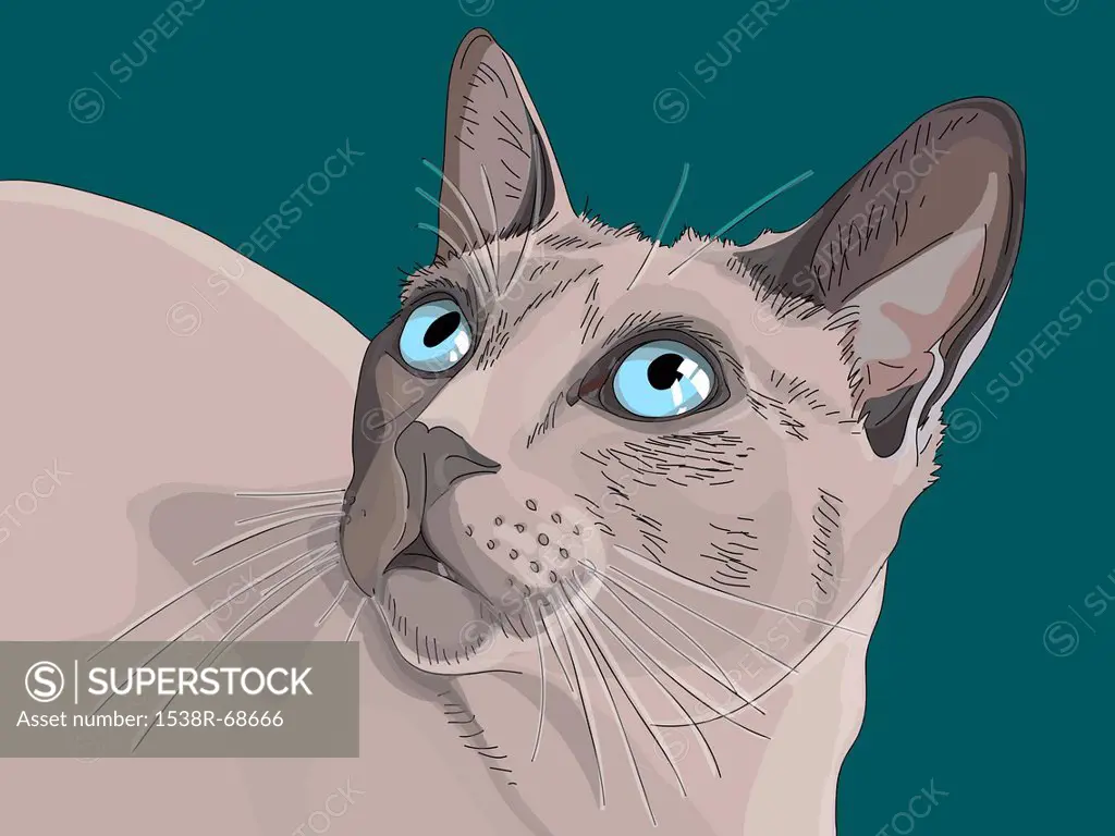 A close_up image of a cat
