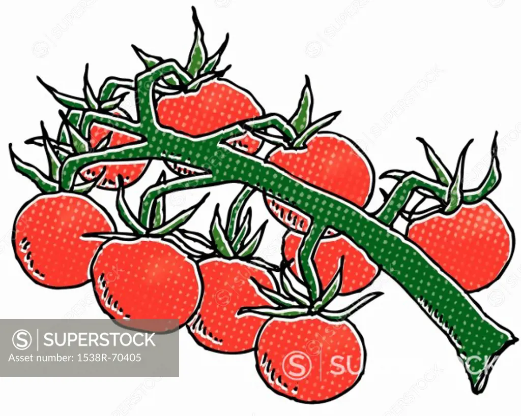 Matt´s wild cherry tomato