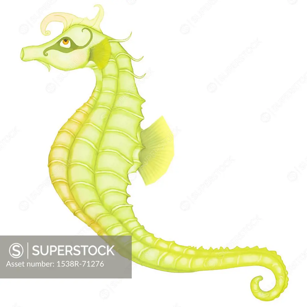 Seahorse against white background
