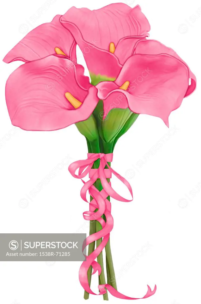 A bouquet of pink calla lilies