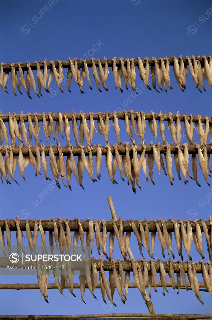 Low angle view of dried fish hanging, Uttan, Maharashtra, India