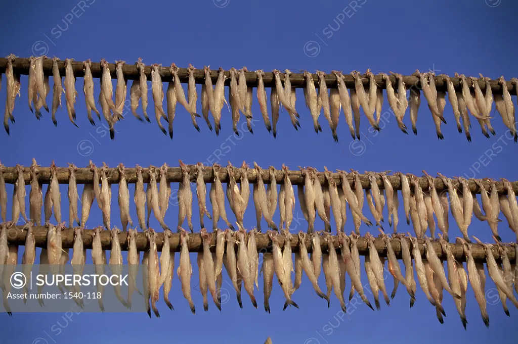 Low angle view of dried fish hanging, Uttan, Maharashtra, India