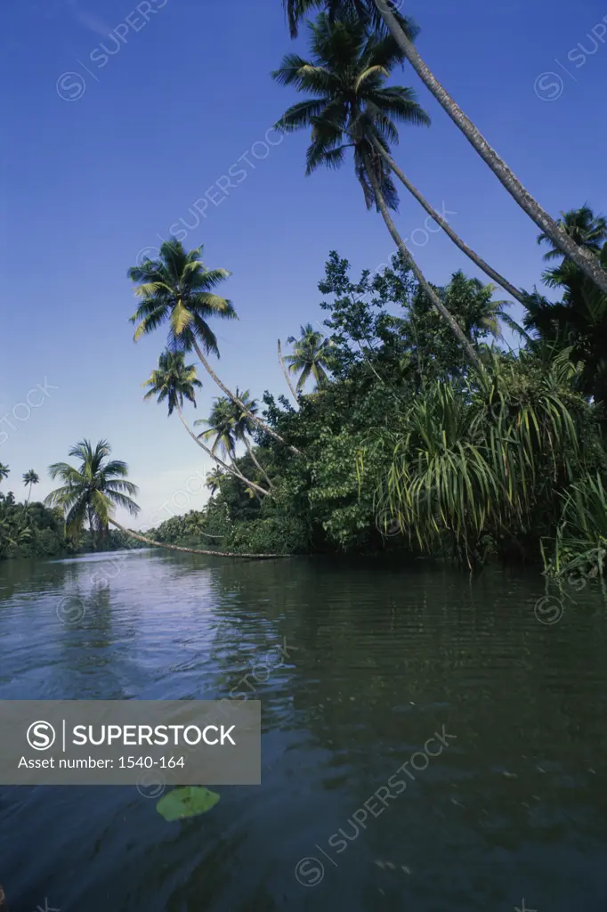Palm trees along the sea shore, Kollam, Kerala, India