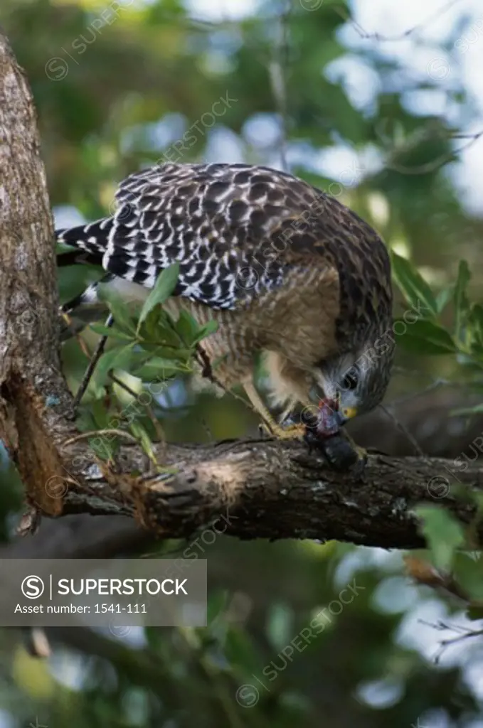 Red-shouldered Hawk perching on a branch (Buteo lineatus)
