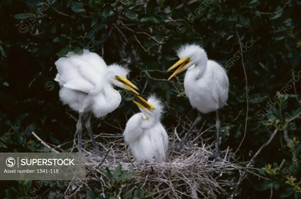Close-up of three juvenile Great Egrets in a nest (Ardea alba)