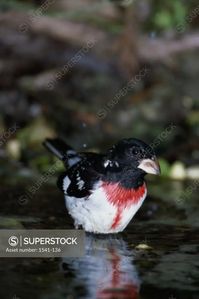 Reflection of a Rose-breasted Grosbeak in water (Pheucticus ludovicianus)