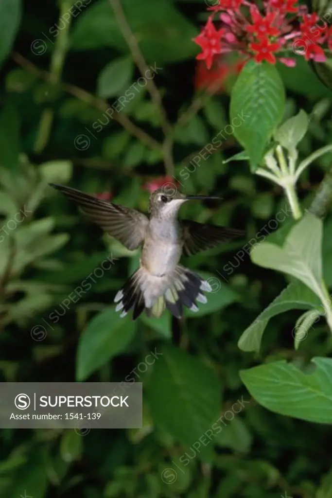 Close-up of a Ruby-throated Hummingbird flying near a plant (Archilochus colubris)