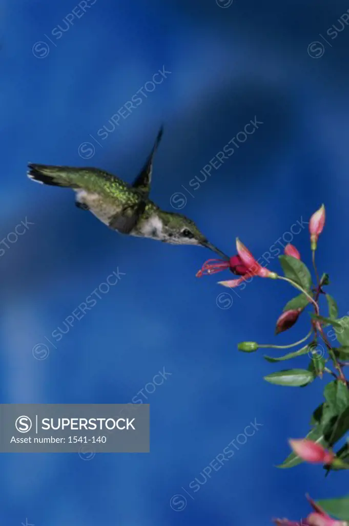Close-up of a Ruby-throated Hummingbird pollinating (Archilochus colubris)