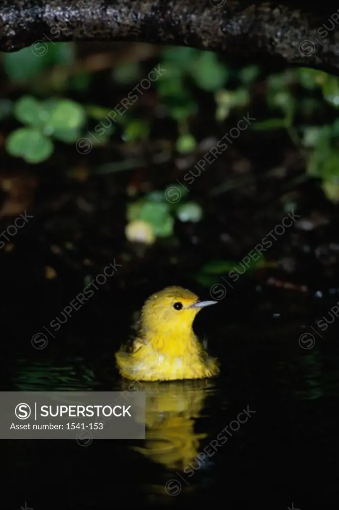 Reflection of a Yellow Warbler in water (Dendroica petechia)