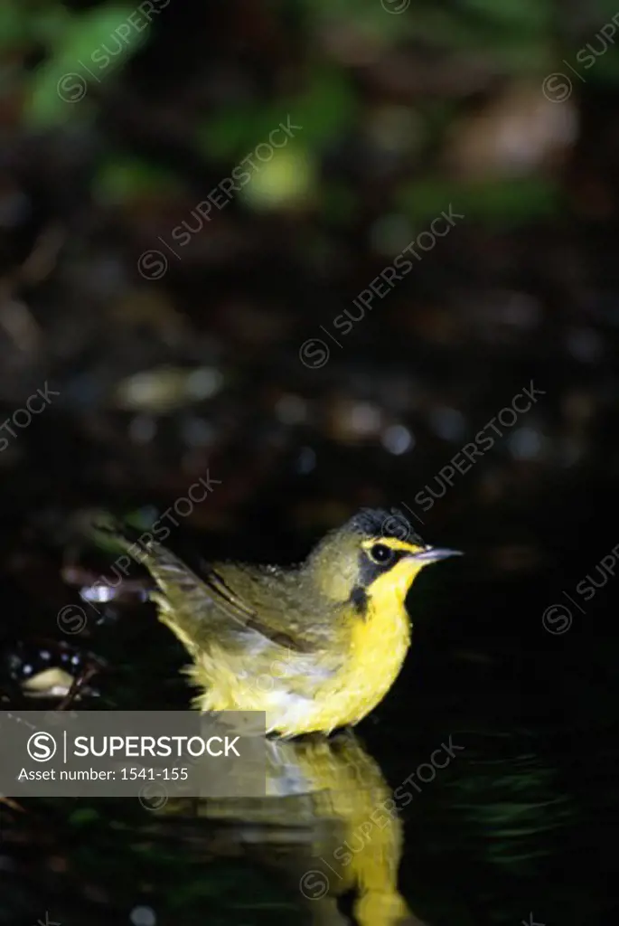 Reflection of a Kentucky Warbler in water (Oporornis formosus)