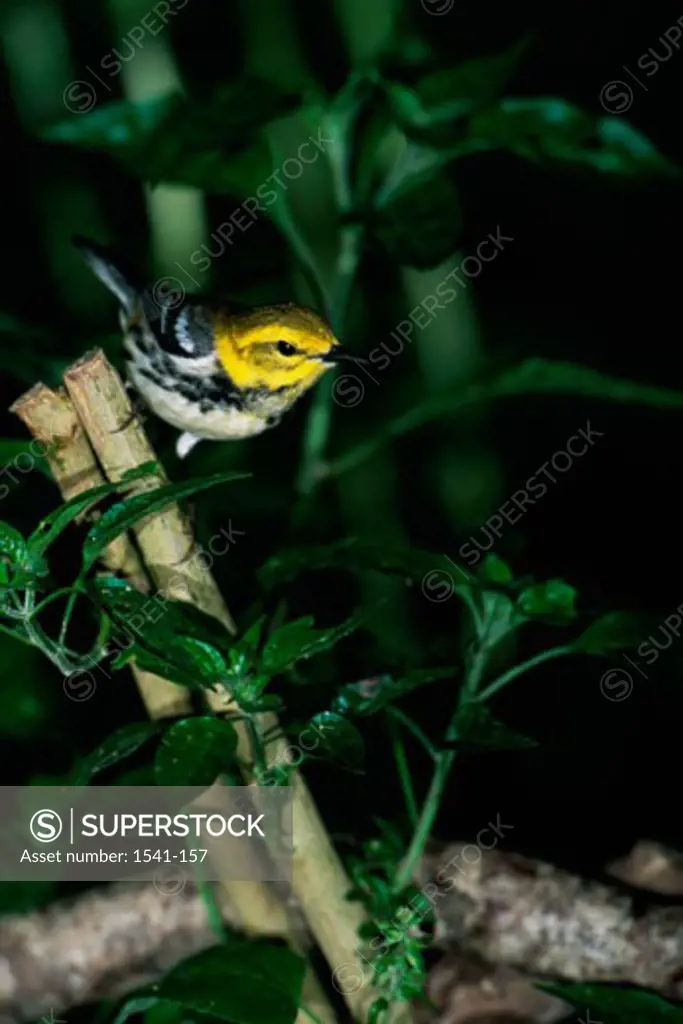 Close-up of a Black-throated Green Warbler perching on a branch (Dendroica virens)