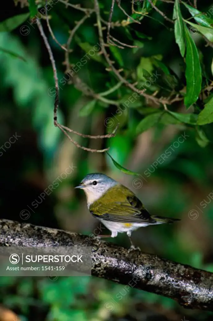 Close-up of a Tennessee Warbler perching on a branch (Vermivora peregrina)