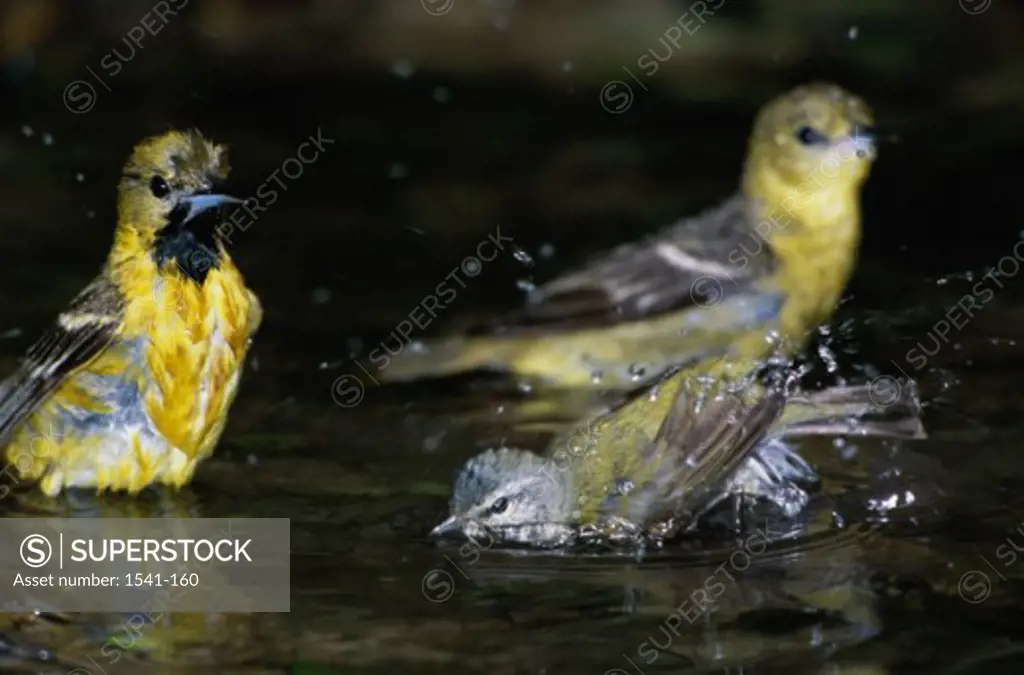 Close-up of two Tennessee Warblers (Vermivora peregrina) taking bath with an Orchard Orioles (Icterus spurius)
