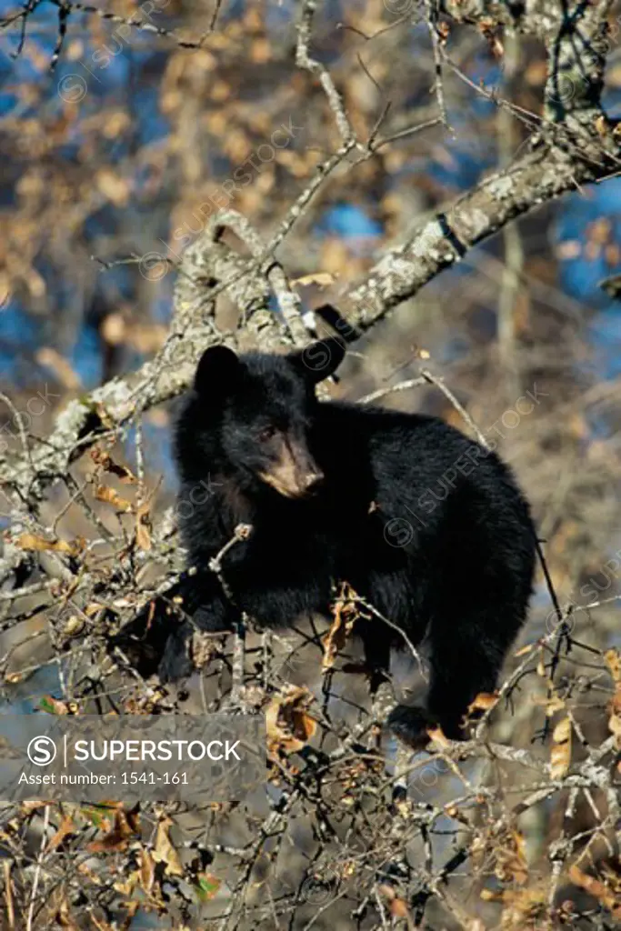 Side profile of a Black Bear climbing on a tree