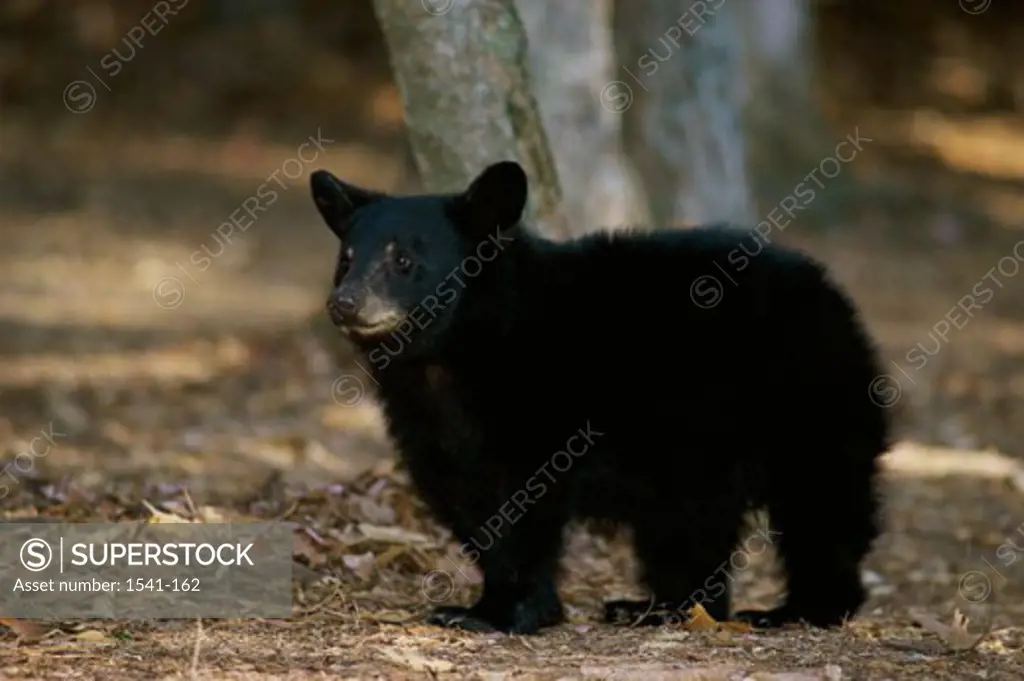 Side profile of a Black Bear standing in a forest
