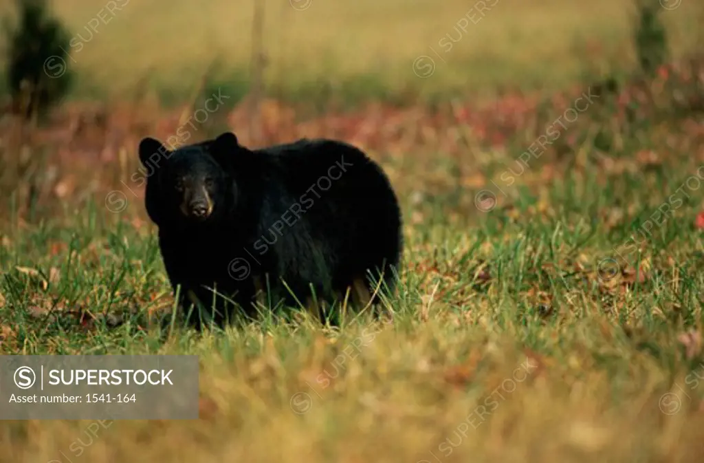 Close-up of a Black Bear standing in a field