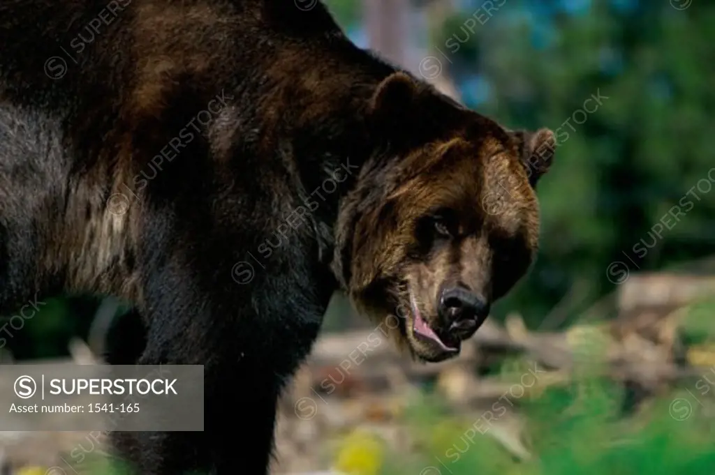 Close-up of a Brown Bear (Ursus arctos)