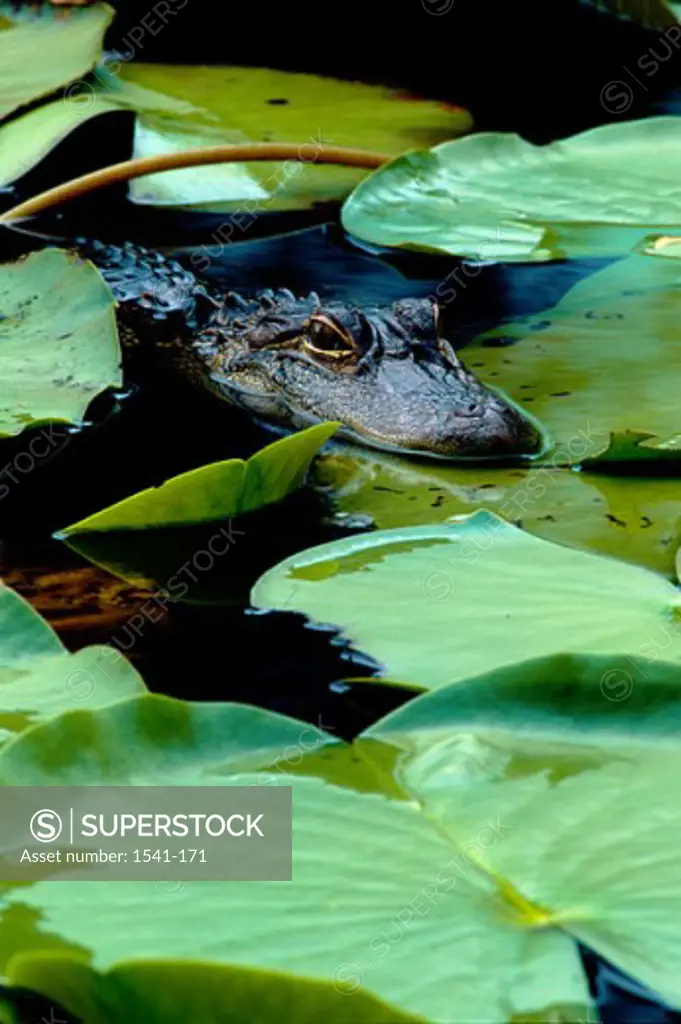 American Alligator floating on water (Alligator mississipiensis)