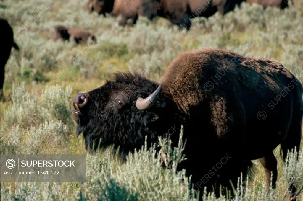 Close-up of a bison calling in a field, Yellowstone National Park, Wyoming, USA