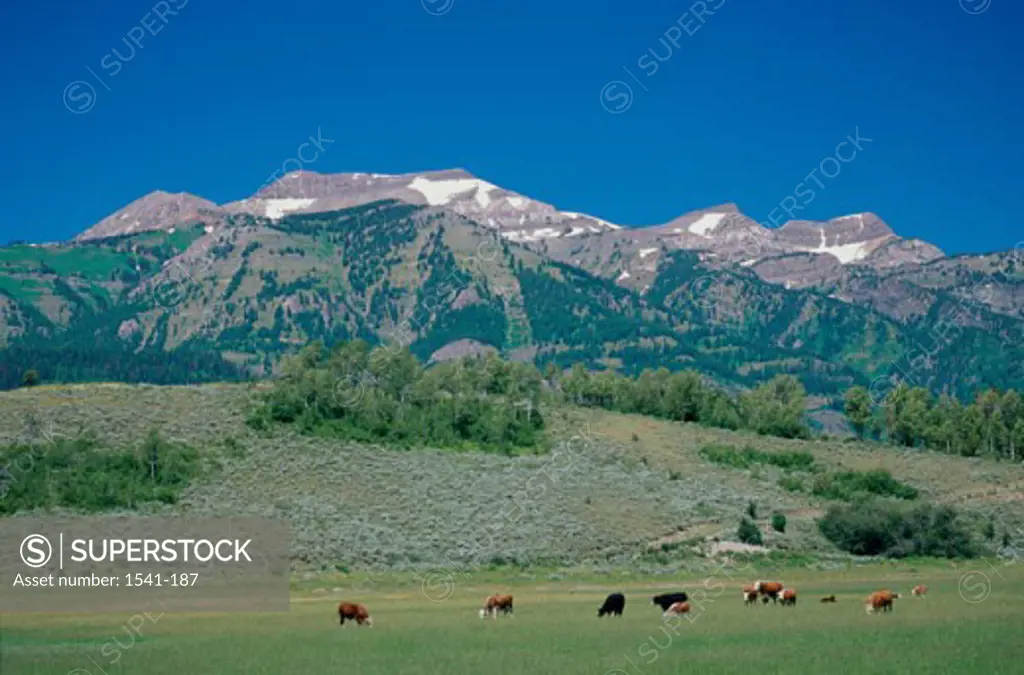 Cattle Wyoming USA