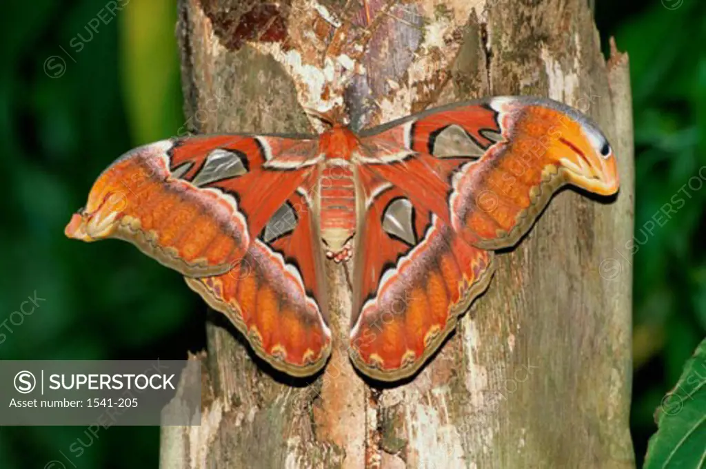 Close-up of a butterfly on a tree trunk