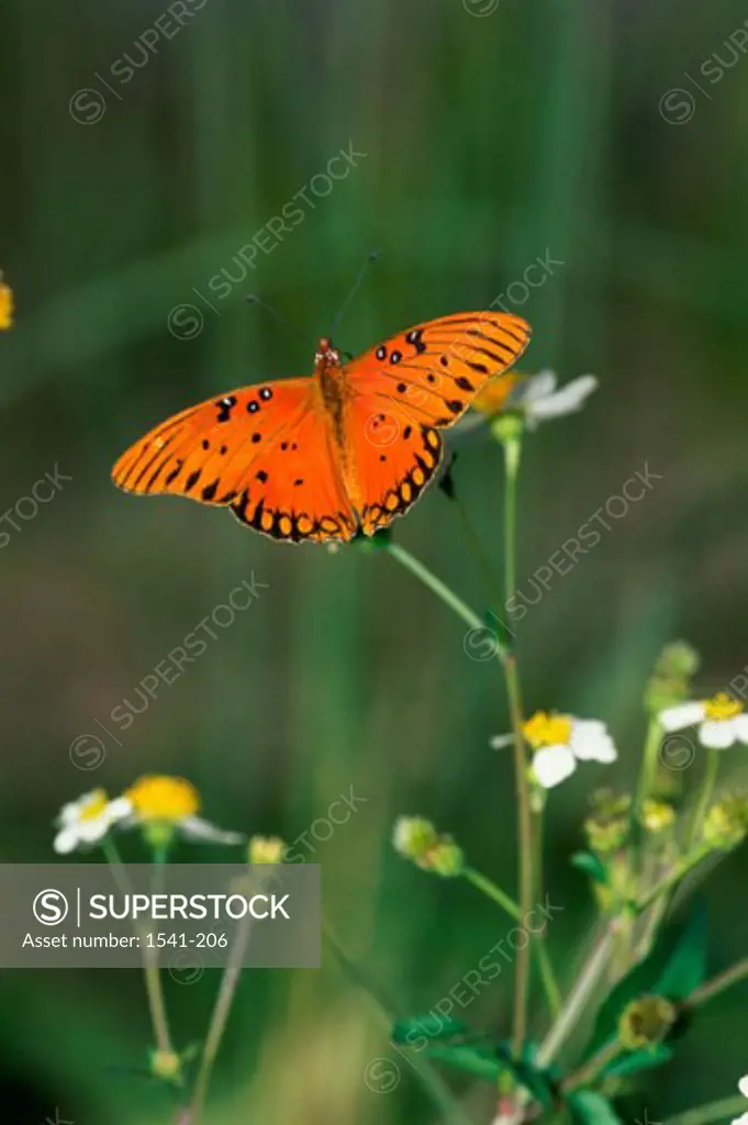 Close-up of a Gulf Fritillary Butterfly pollinating a flower (Agraulis vanillae)