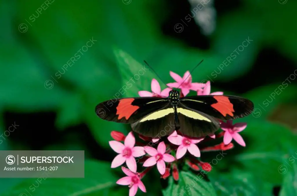 Close-up of a Rosina Butterfly pollinating on flowers
