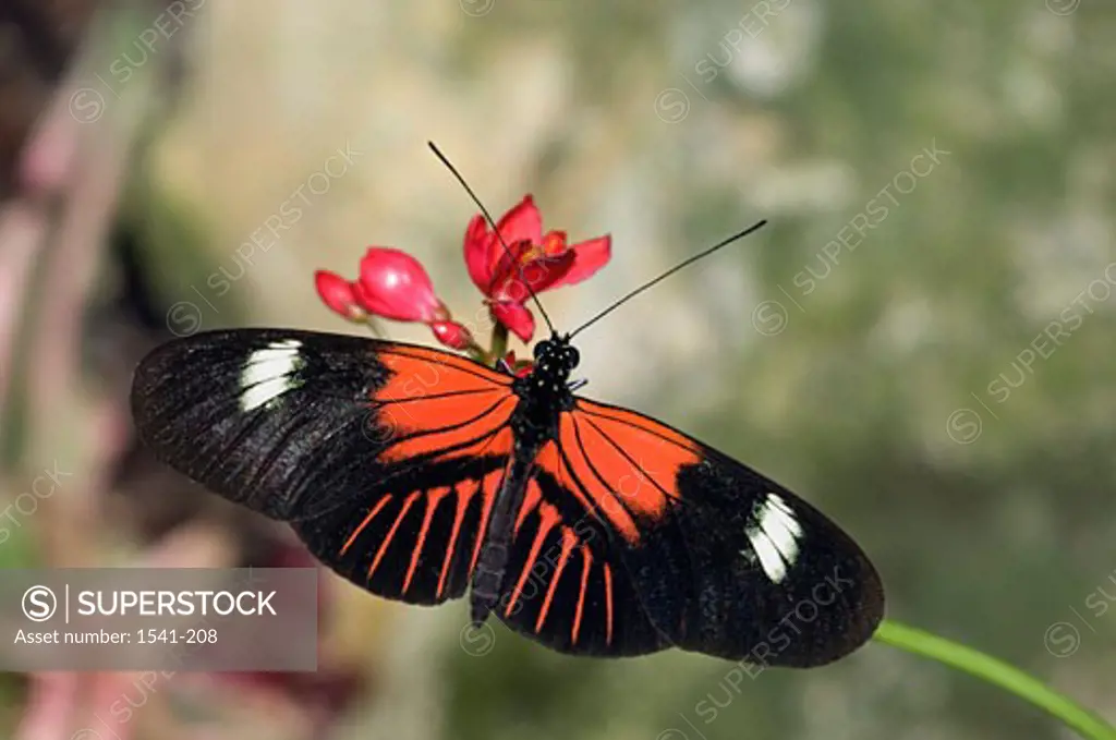 High angle view of a Postman butterfly (Heliconius melpomene)