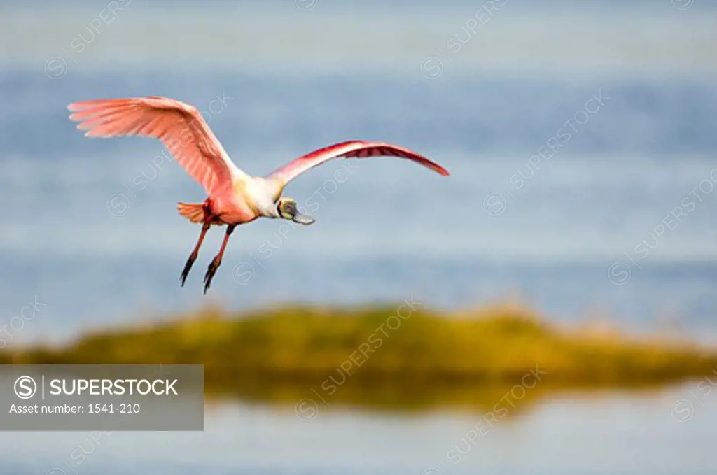 Close-up of a Roseate spoonbill (Ajaia ajaja) flying over water